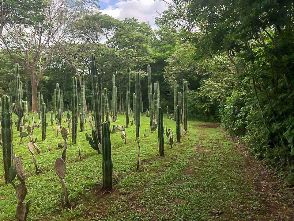 A labyrinth made of cacti