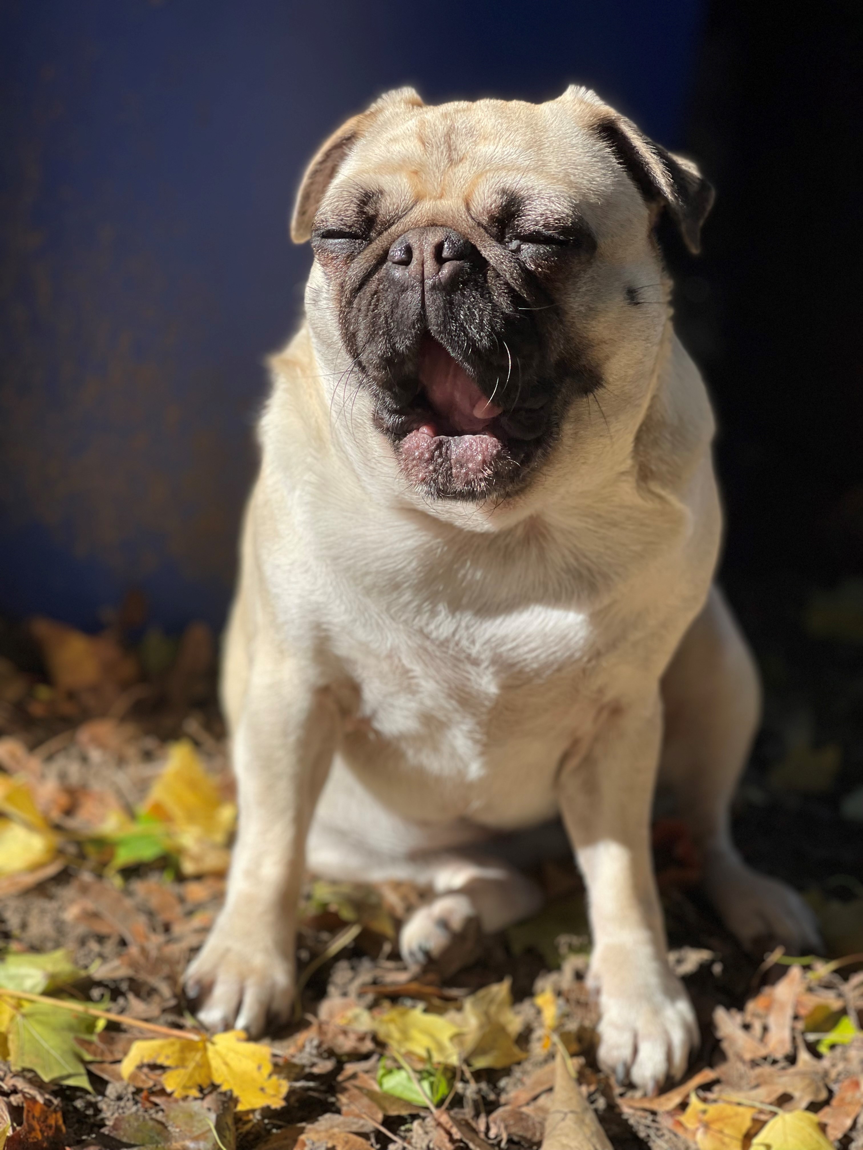 image of pug, sitting